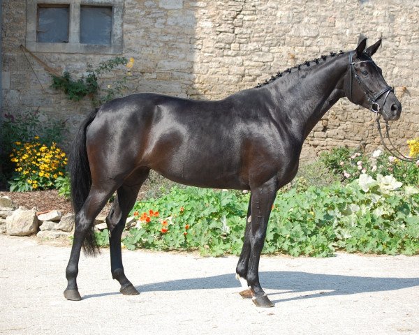 broodmare Pearl in Black (Bavarian, 2007, from French Kiss)