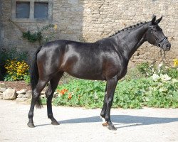 broodmare Pearl in Black (Bavarian, 2007, from French Kiss)