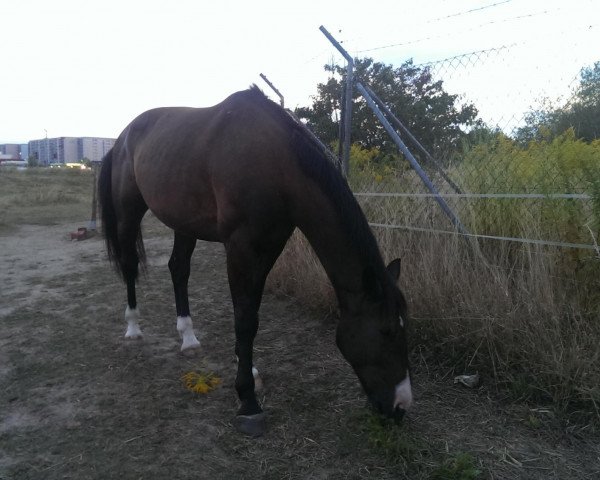 horse Rhodos (German Sport Horse, 2005, from Rodney's Boy)