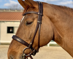 dressage horse Cinderella 575 (Hanoverian, 2005, from Charon)