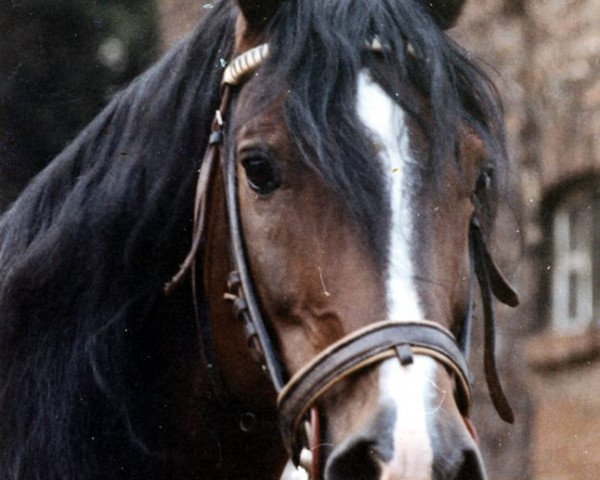 stallion Teify Royal (Welsh-Cob (Sek. D), 1966, from Nebo Black Magic)