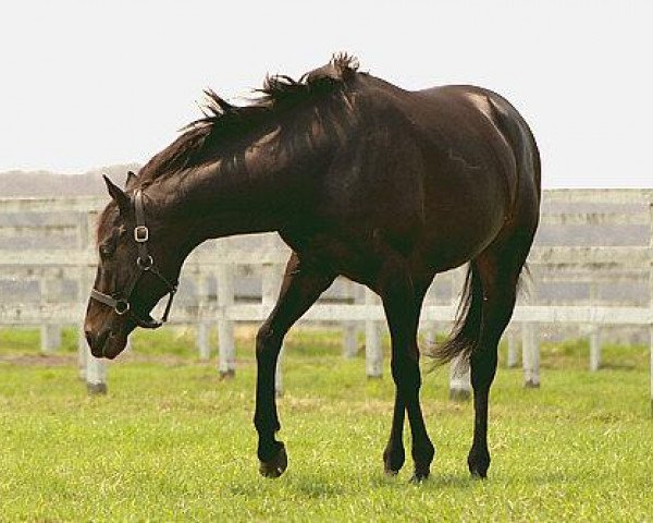 horse Narita Brian xx (Thoroughbred, 1991, from Brian's Time xx)