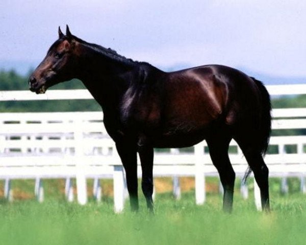 stallion Brian's Time xx (Thoroughbred, 1985, from Roberto xx)