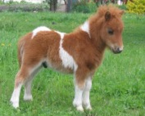 Deckhengst Rondo von Repgow (Shetland Pony (unter 87 cm), 2010, von Rosso)