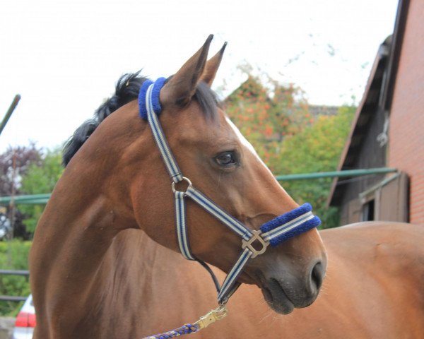 broodmare Charlet (Westphalian,  , from Charming 8)