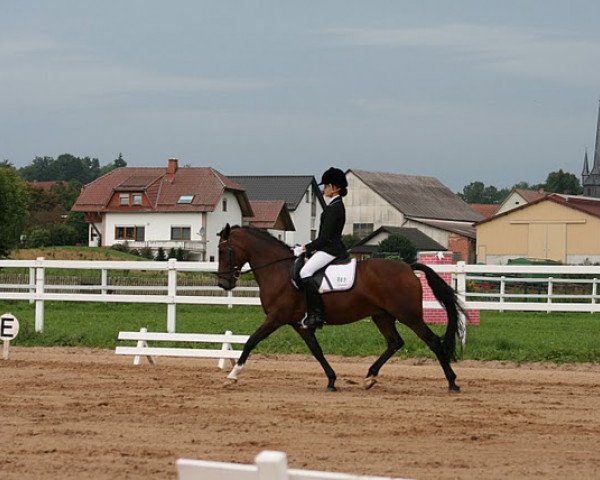 broodmare Accenta (New Forest Pony, 1991, from Rusty)