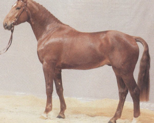 stallion Grossmogul (Hanoverian, 1982, from Götz 4074)