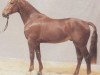 stallion Grossmogul (Hanoverian, 1982, from Götz 4074)