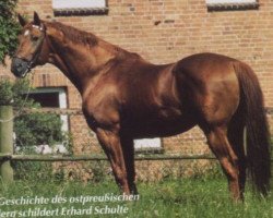 Deckhengst Remus (Trakehner, 1976, von Vers I)