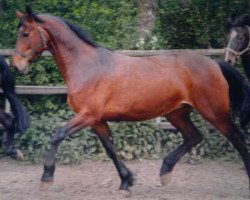 broodmare Dakora (Holsteiner, 1998, from Acord II)