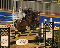 jumper Quintello (Oldenburg show jumper, 2002, from Querida 35)