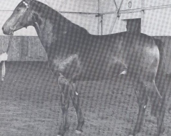 stallion Format (Holsteiner, 1972, from Follywise xx)