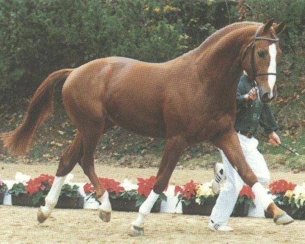 stallion Walzertakt (Hanoverian, 1986, from Watzmann)