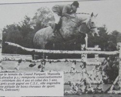 Zuchtstute Manuela AA (Anglo-Araber, 1956, von Labrador xx)