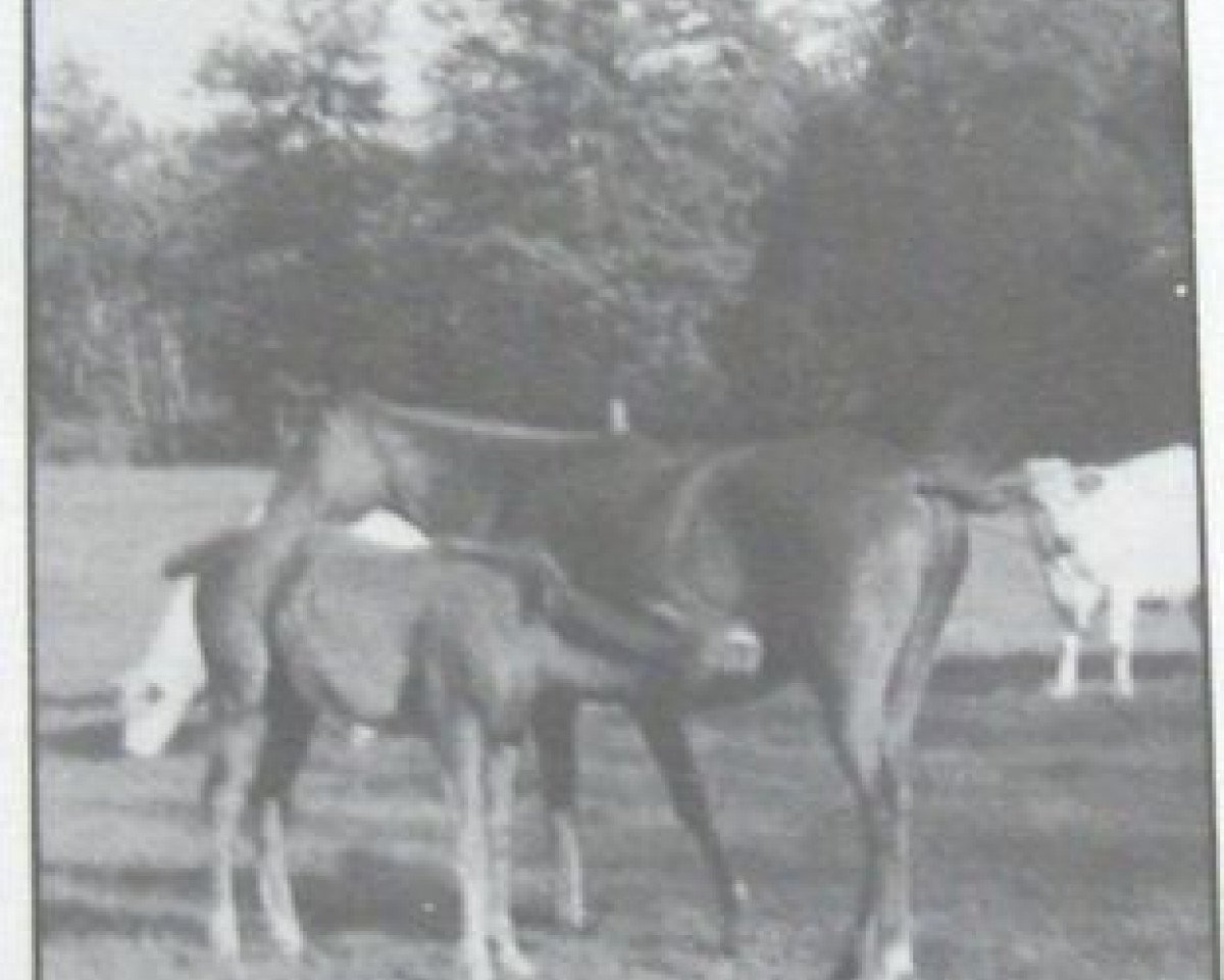 broodmare Ballerine III AA (Anglo-Arabs, 1967, from Rantzau xx)