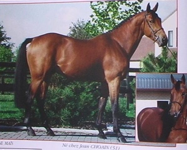 stallion Ernest (Selle Français, 1992, from Jalisco B)