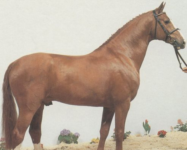 stallion Almero (Hanoverian, 1982, from Absatz)