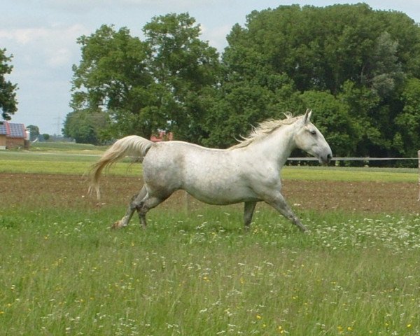 Pferd Mara (Lipizzaner, 2007, von Favory Mira 161)