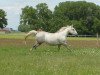 horse Mara (Lipizzaner, 2007, from 161 Favory Mira)