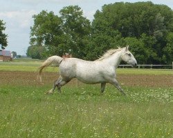 horse Mara (Lipizzaner, 2007, from 161 Favory Mira)