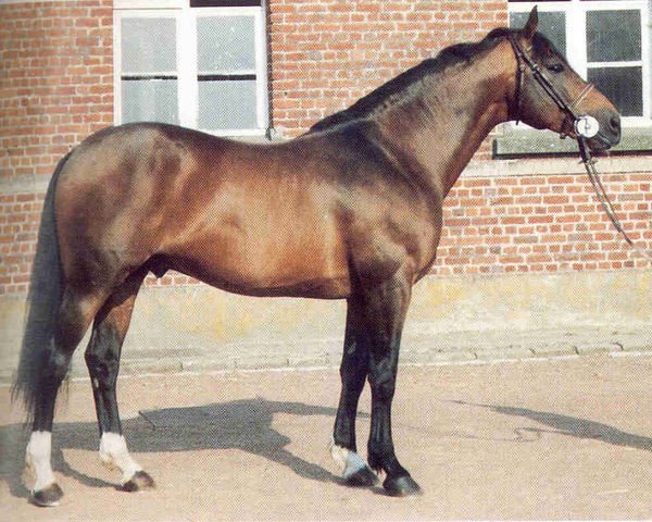 stallion Obligeant (Selle Français, 1980, from Pot d'Or xx)