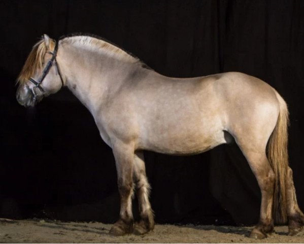 stallion FjK Tsjelle (Fjord Horse, 2018, from Tsjalle)