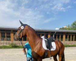 dressage horse Bella Bonds (Oldenburger, 2017, from Bonds)