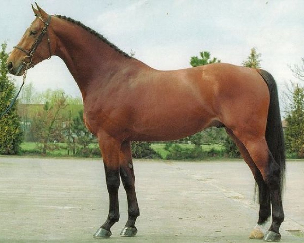 Deckhengst Conterno (Holsteiner, 1997, von Concerto II)