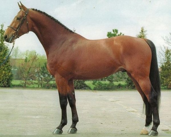 stallion Conterno (Holsteiner, 1997, from Concerto II)