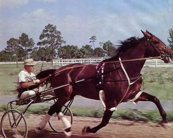 stallion Speedy Scot US-108446 (American Trotter, 1960, from Speedster US-92622)