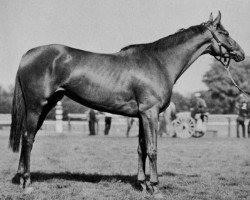 broodmare Salamania xx (Thoroughbred, 1937, from Man o' War xx)