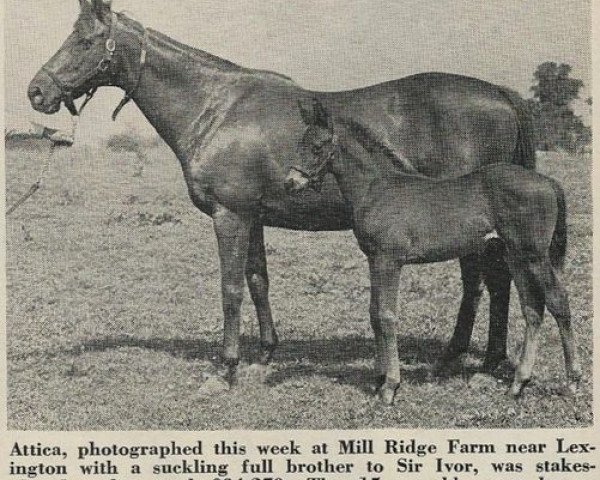 broodmare Attica xx (Thoroughbred, 1953, from Mr. Trouble xx)