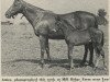 broodmare Attica xx (Thoroughbred, 1953, from Mr. Trouble xx)
