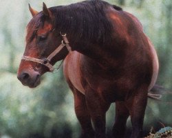 stallion Sir Tristram xx (Thoroughbred, 1971, from Sir Ivor xx)