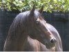 stallion Zabeel xx (Thoroughbred, 1986, from Sir Tristram xx)