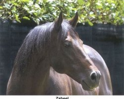 stallion Zabeel xx (Thoroughbred, 1986, from Sir Tristram xx)