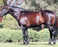 stallion Octagonal xx (Thoroughbred, 1992, from Zabeel xx)