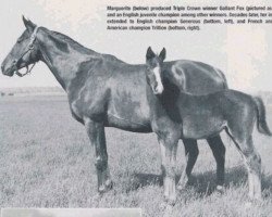 broodmare Marguerite xx (Thoroughbred, 1940, from Oleander xx)