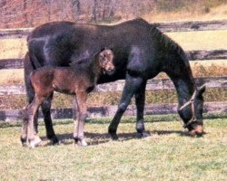 broodmare Pas de Nom xx (Thoroughbred, 1968, from Admiral's Voyage xx)