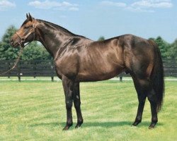 stallion Brahms xx (Thoroughbred, 1997, from Danzig xx)