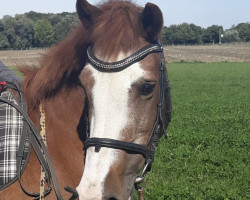 dressage horse Susi (unknown, 1997)