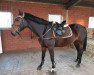 jumper Caletta 120 (anglo european sporthorse, 2016, from Caruso de Trebox)