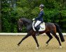 jumper FR Mister Skyjumper (German Riding Pony, 2014, from Machno Carwyn)