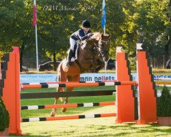 jumper Leo 264 (Hanoverian, 1998, from Lancier)