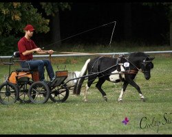 broodmare Coolstep Valesca (Shetland Pony, 2010, from Othello)