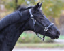 dressage horse Sandbrink Metallica (Oldenburg, 2018, from Sandbrink)