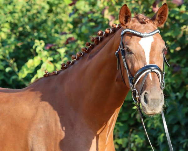 dressage horse Pellegrina S (German Horse, 2018, from Fuechtels Floriscount OLD)