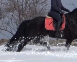 broodmare Bayarda (Hanoverian, 2012, from Belstaff)