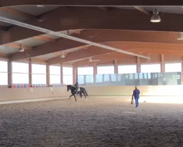 dressage horse Elegant Air (German Sport Horse, 2019, from Harmony's Eclectisch)