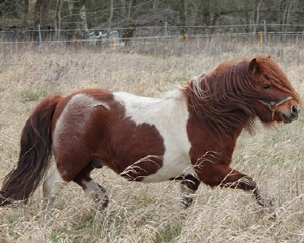stallion Vesuv (Shetland Pony, 2007, from Vitus von der Ostsee)